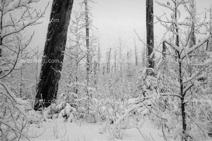 Cold frozen forest, woodlands