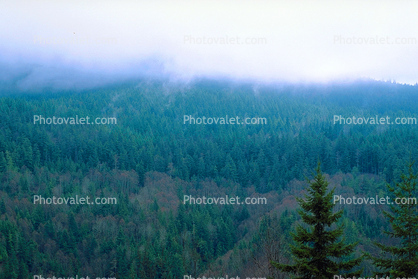 Trees, forest, woodland, cold, wet, rainy, clouds