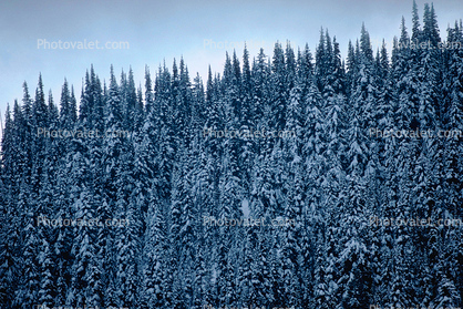 Mountain, trees, snow, ice, cold