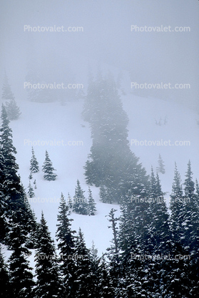 Mountain, trees, snow, ice, cold, forest, woodland, Olympic National Park