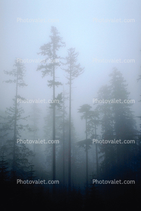 Mountain, trees, snow, ice, cold, fog, foggy, forest, woodland, Olympic National Park
