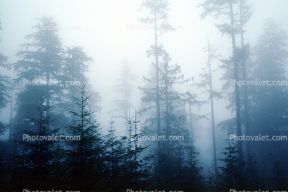 Mountain, trees, cold, fog, foggy