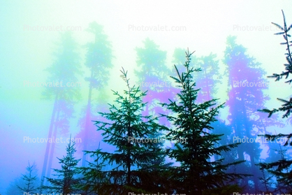 Mountain, trees, cold, fog, foggy