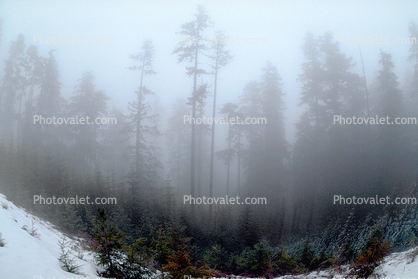 Mountain, trees, snow, ice, cold, fog, foggy