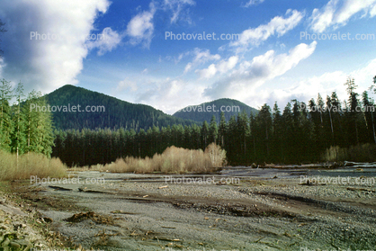 Hoh Rainforest, Lake, wetlands, woodlands, forest, trees, water