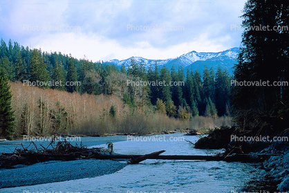 Hoh Rainforest, Hoh River, woodlands, forest, trees, mountains