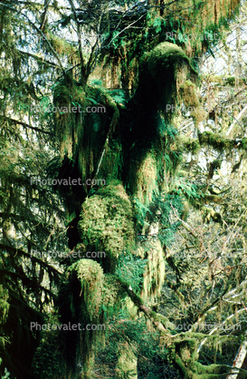Moss, Mossy Tree, woodland, forest, Hoh Rainforest