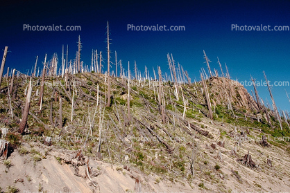 felled trees by the blast, flattened forest, regrowth, rebirth