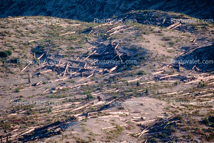 felled trees by the blast