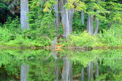 Reflecting Trees, lake, pond, reflection, woodland, forest, water