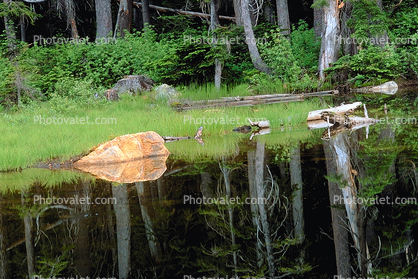 Reflecting Trees, lake, pond, reflection, woodland, forest, water, rock, boulder