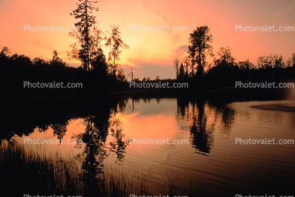 Forest, Lake, wetlands, trees, woodland, Blaine Washington, water