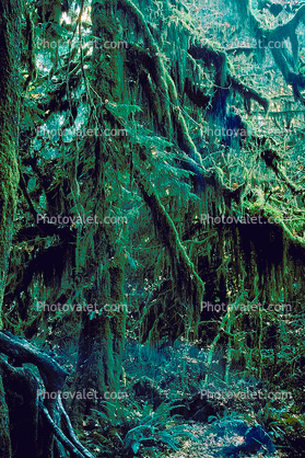 Hoh Rainforest, moss, mossy, trees, woodlands