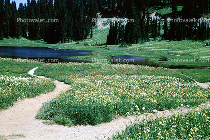 Fields, Flowers, lake, pond, forest, trails, path, water