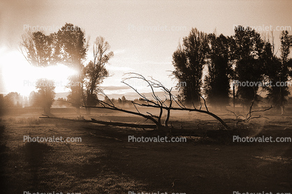 Early Morning, Snake River Ranch, Jacksonhole, Wilson