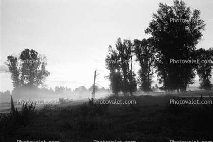 Early Morning Mist, Fog, Trees, Snake River Ranch