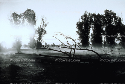 Early Morning Fog, Trees, Snake River Ranch