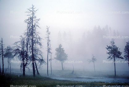 Geothermal Activity, fog, trees, eerie