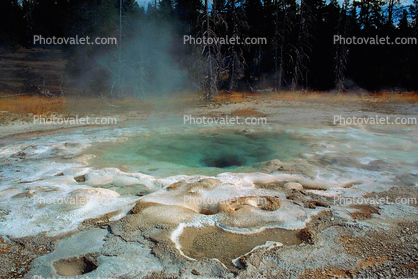 Hot Spring, steam, trees, forest, Geothermal Feature, activity