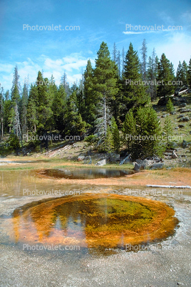 Hot Spring, forest, trees, forest, Geothermal Feature, activity