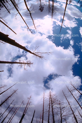 looking-up, bare trees, After the Fire, Burned trees