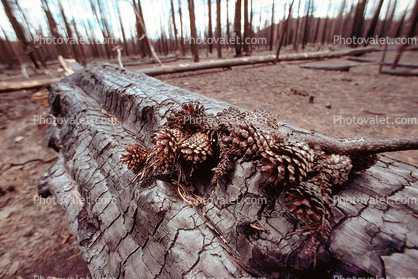 After the Fire, tree, pinecones, pine cones, Burned trees, coniferous, conifers, Pinophyta, Coniferophyta, Coniferae