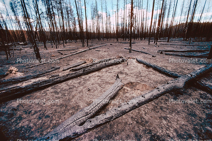 After the Fire, Burned trees