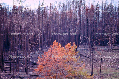 Burned trees, After the Fire