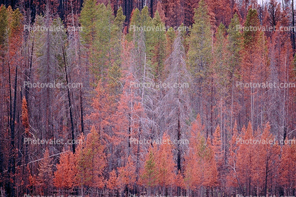 Burned trees, After the Fire