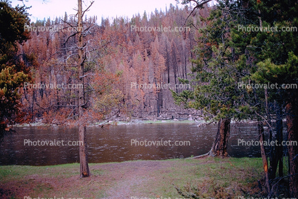 Dead Forest, River, woodlands, After the Fire