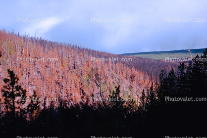 Forest, woodlands, burnt, After the Fire