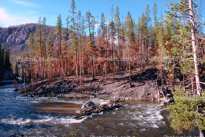 Forest, trees, woodlands, river, renewal After the Fire