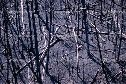 After the Fire, woodlands, forest, ash, ashes