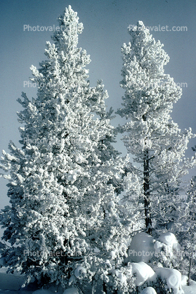 Trees, Forest in the Snow