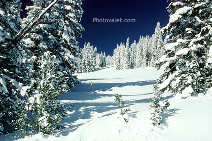 Trees, Forest in the Snow