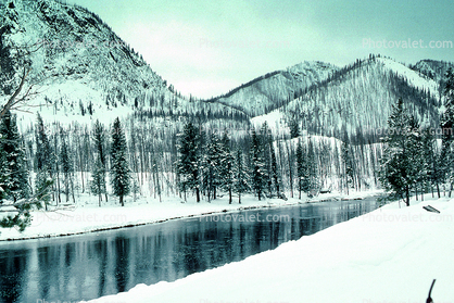 Trees, Forest in the Snow, Yellowstone River, bucolic, stillness, reflection, water
