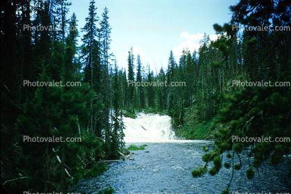 rapids, river, waterfall, trees, woodland