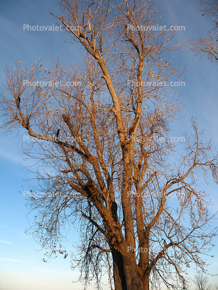 Bare Tree, south shore of Lake Ontario, Great Lakes, Sodus Bay, Wayne County, New York, water