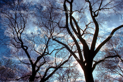 Bare Trees, looking-up