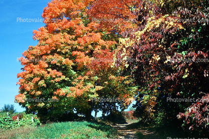 autumnDirt Road, Trees, unpaved, autumn