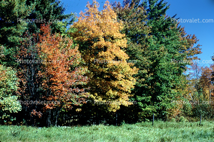Trees and Fall Colors, autumn