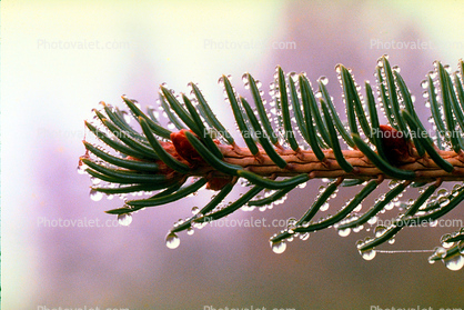 Pine needles, dew drops