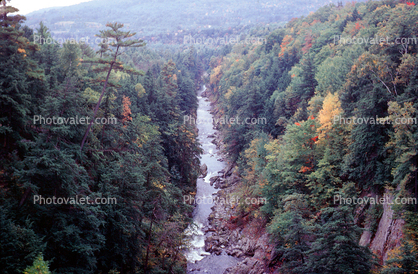 Trees, Woodland, River, Valley, stream
