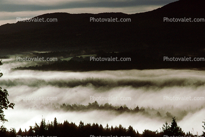 Foggy Morning, Fog, Burke, Vermont