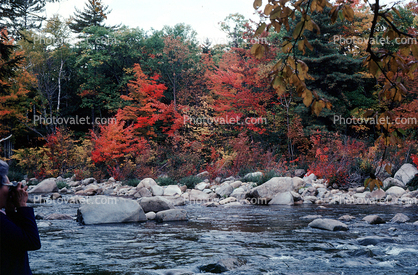 Forest, Woodlands, Trees, River, Rocks, autumn, Equanimity