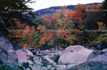Forest, Woodlands, Trees, Mountain, Rocks, autumn, Equanimity, peaceful