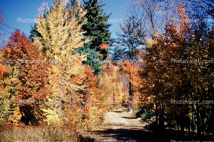Forest, Woodlands, Trees, Dirt Road, unpaved, autumn
