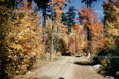 Dirt Road, Forest, Woodlands, Trees, Autumn, unpaved