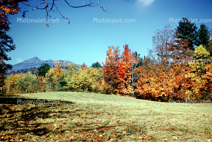 Forest, Woodlands, Trees, Field, Mountain, autumn