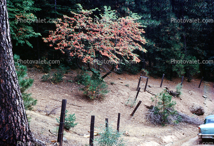 Tree, autumn, garden, fence, poles